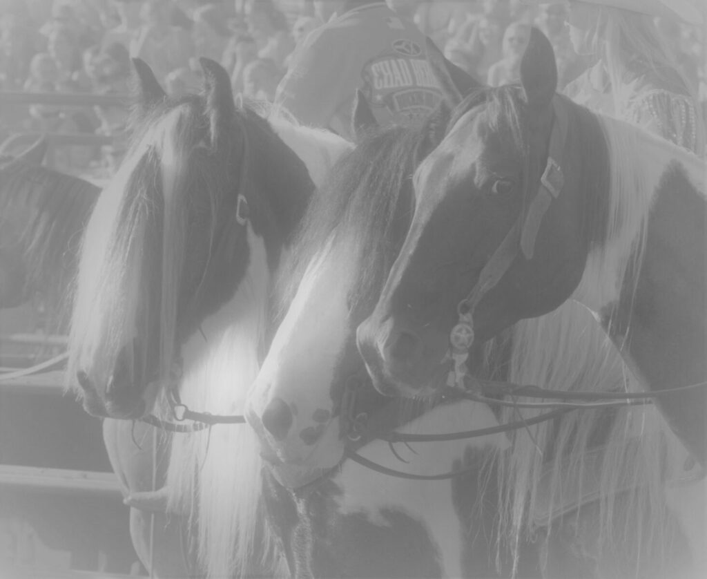 Super Select May Sale Designer Horse Sales